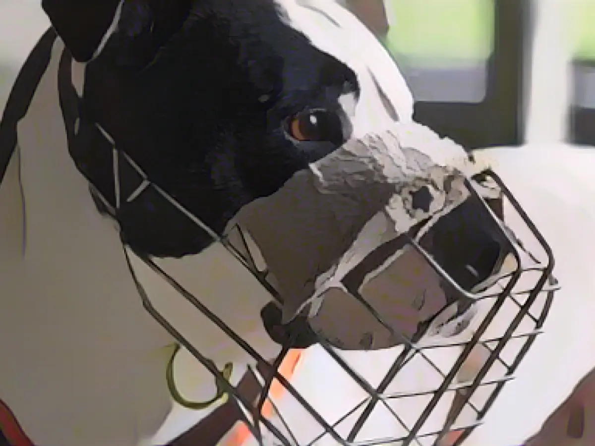 Significant increase in surrender requests at the Berlin animal shelter in 2023