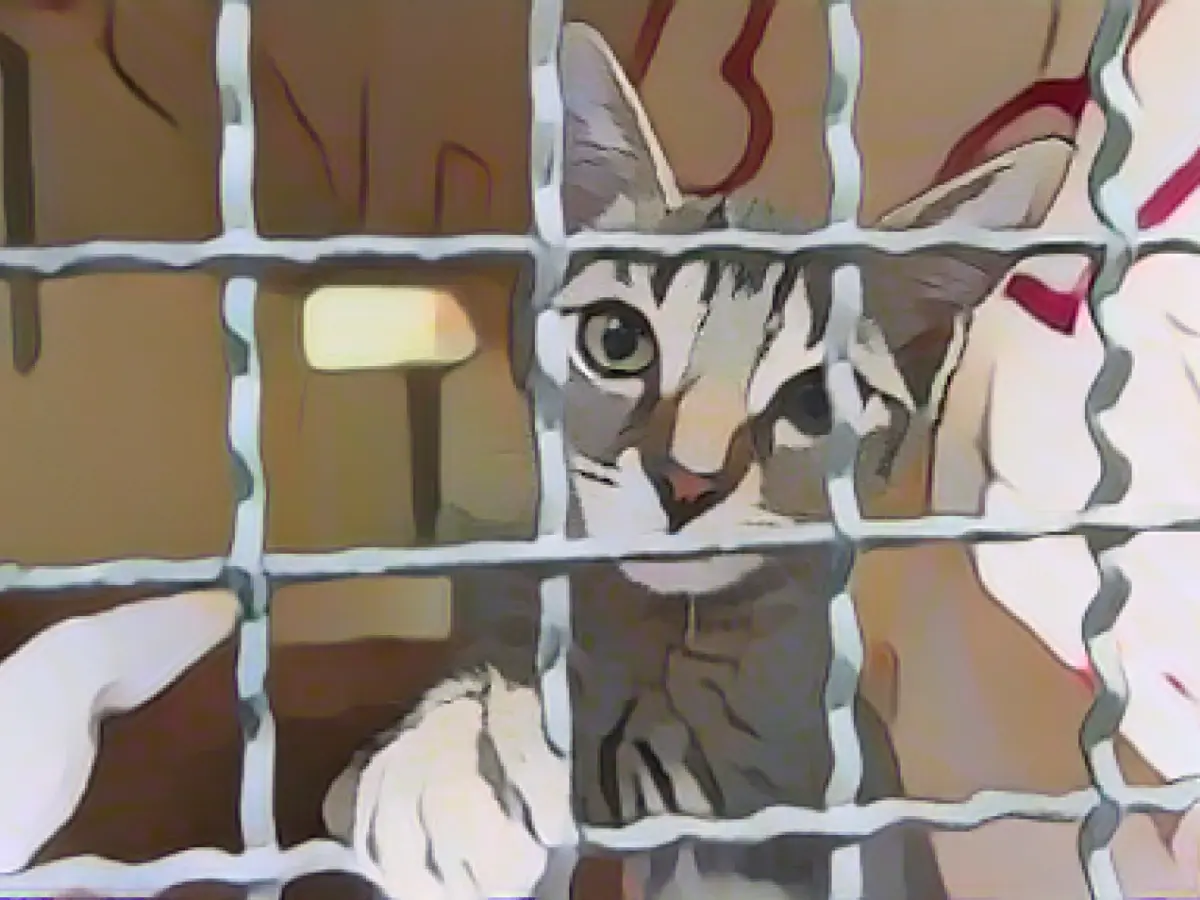 Animal shelters in despair: Overcrowded and in deficit into the new year