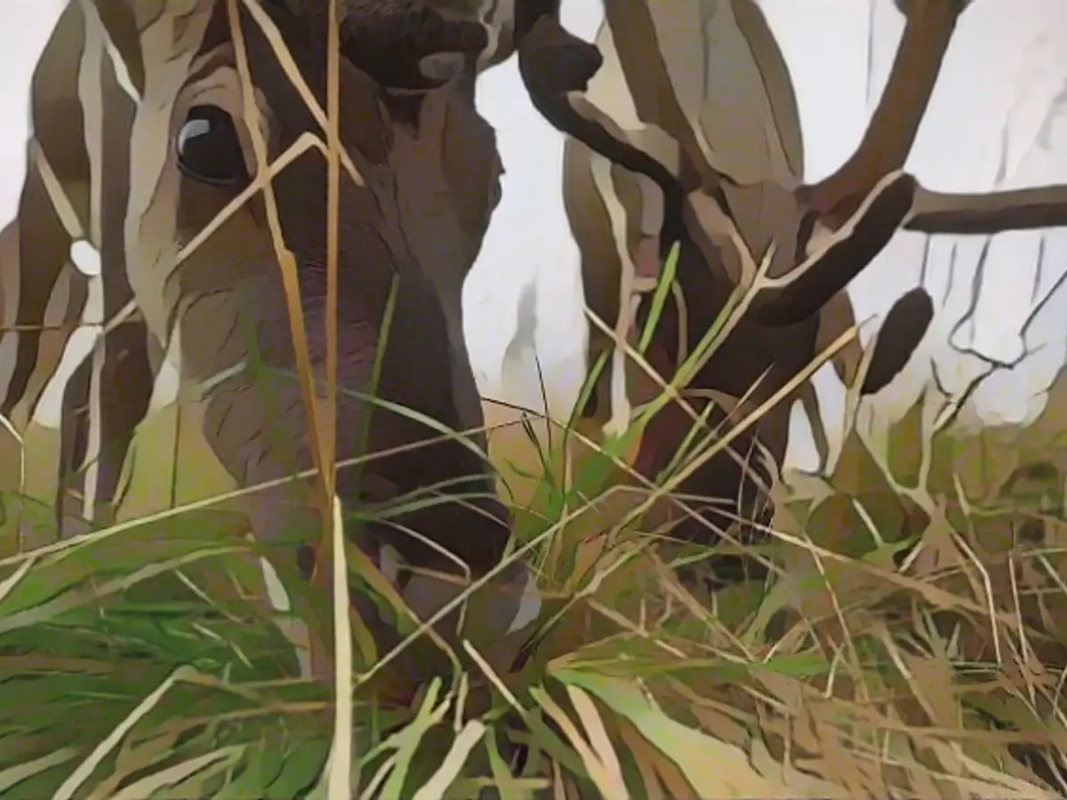 Reindeer have a special digestive strategy